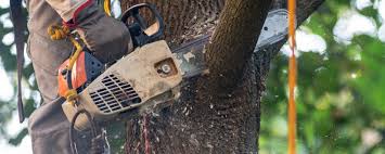 Best Lawn Pest Prevention  in Keeler Farm, NM