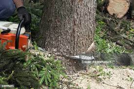Best Lawn Pest Prevention  in Keeler Farm, NM