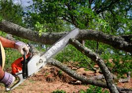 Best Tree Cabling and Bracing  in Keeler Farm, NM