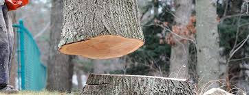 Best Emergency Tree Removal  in Keeler Farm, NM