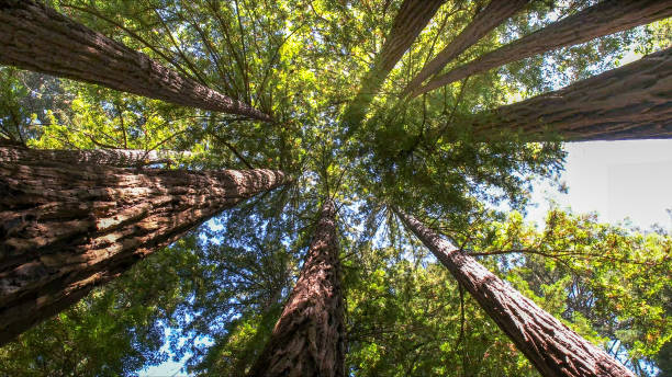Best Tree Health Inspection  in Keeler Farm, NM