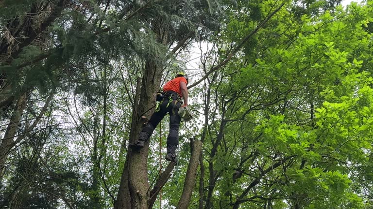 Trusted Keeler Farm, NM Tree Removal Experts