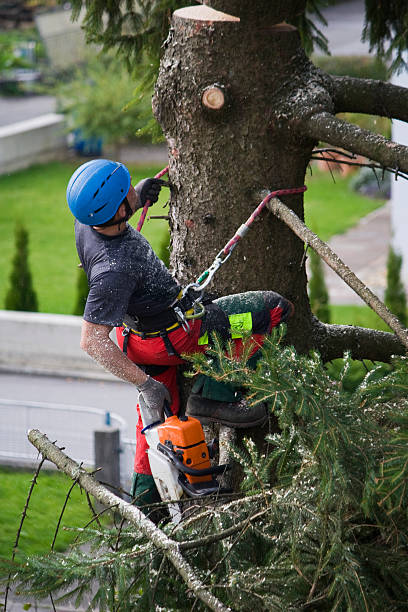 Best Tree Preservation Services  in Keeler Farm, NM