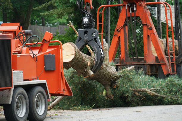 Best Tree Disease Treatment  in Keeler Farm, NM