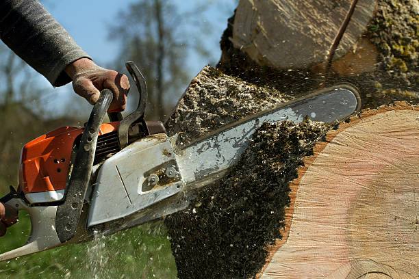 Best Pest Control for Lawns  in Keeler Farm, NM